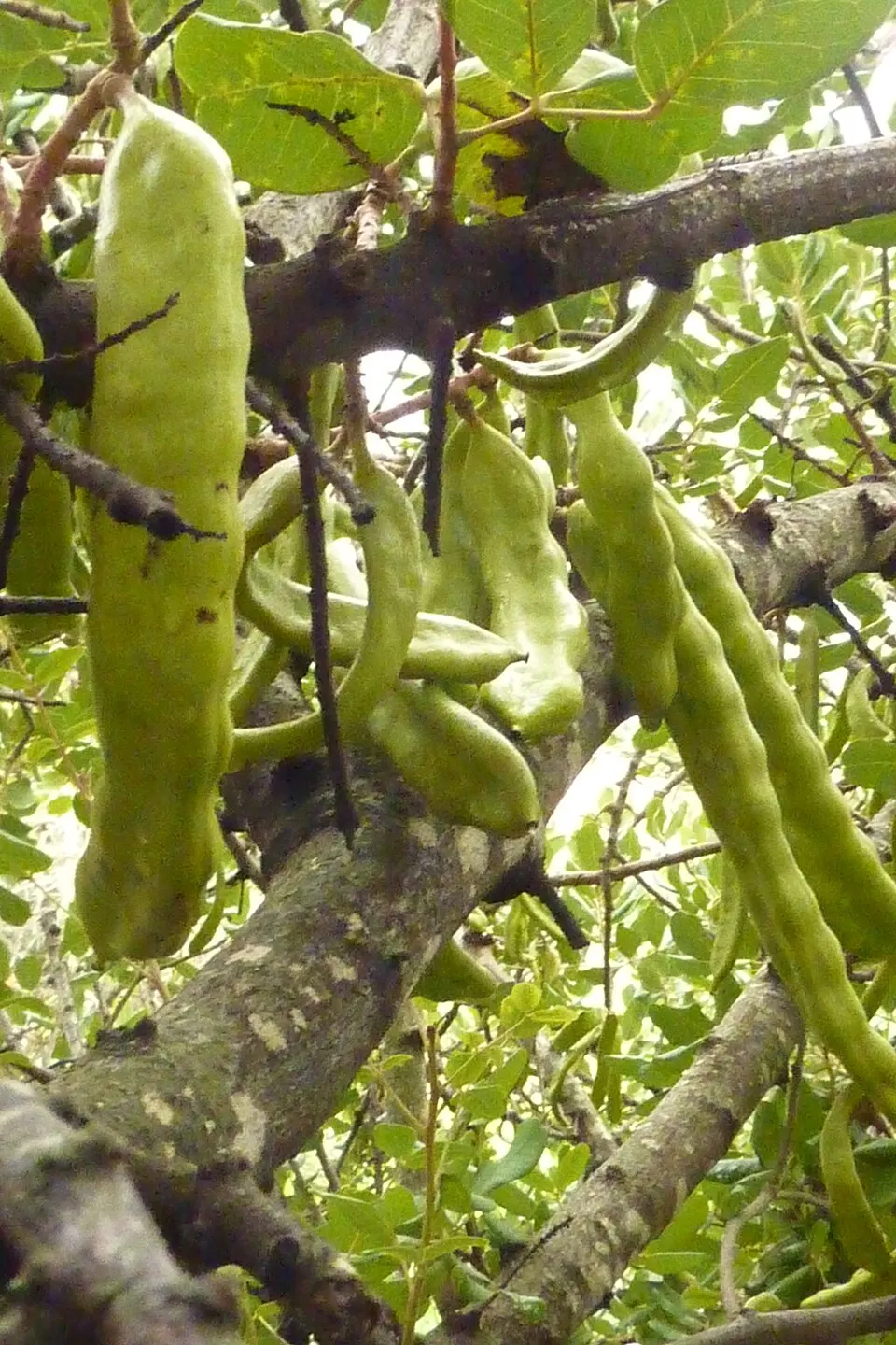 Green carob pods still on the tree, Fuseta