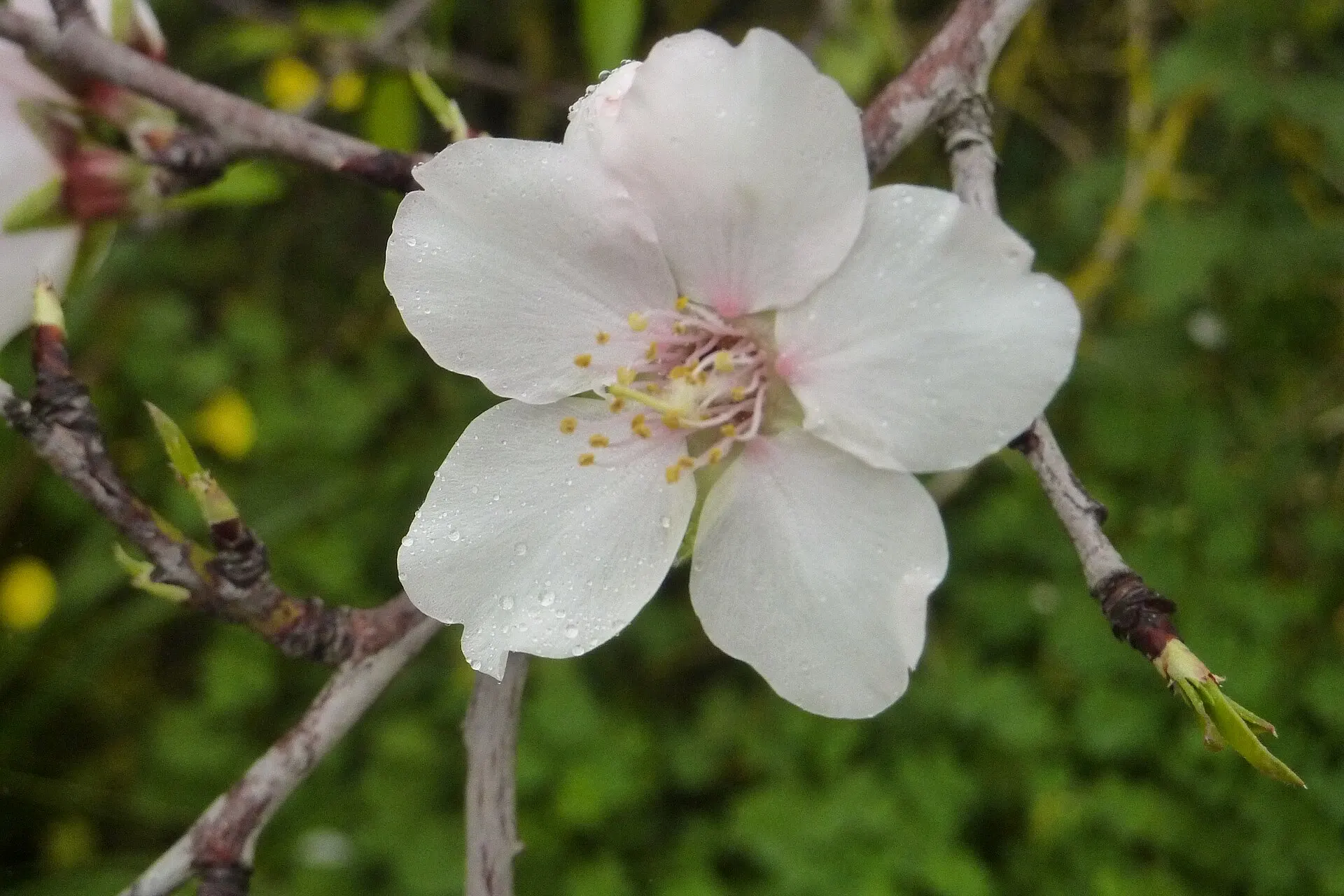 Almond blossom in Alvor, Algarve
