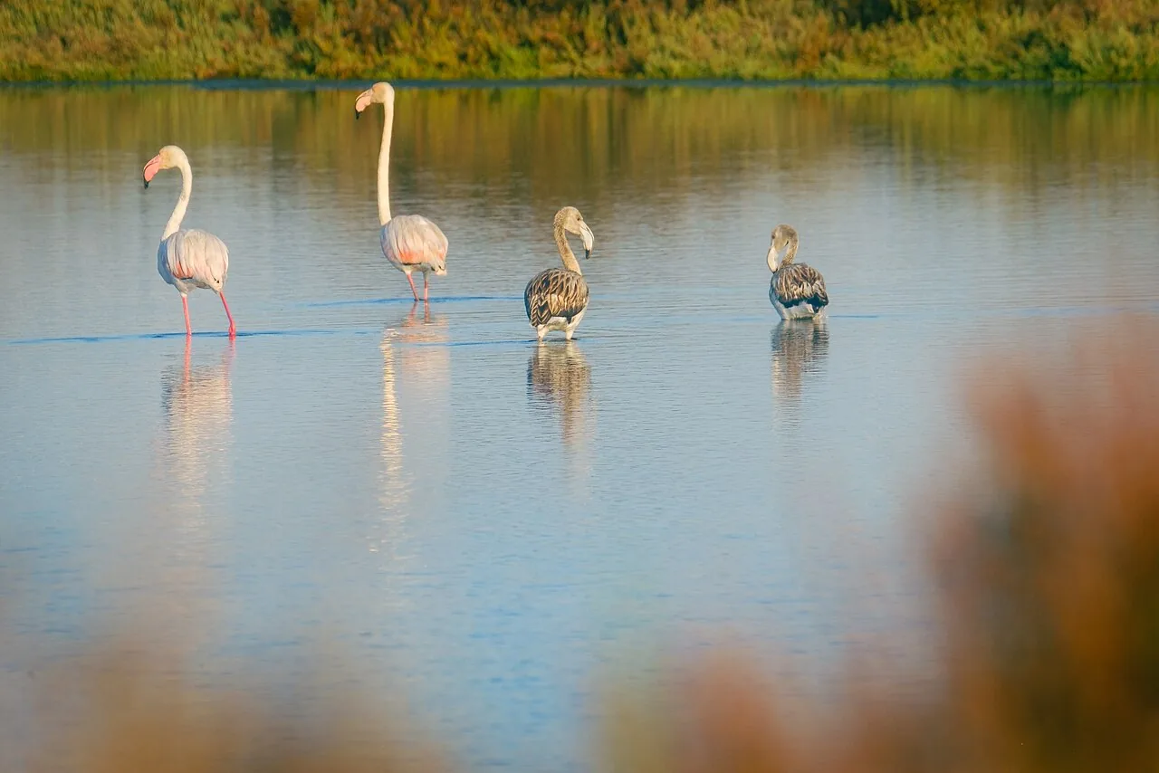 Fenicotteri adulti e giovani nella Ria Formosa
