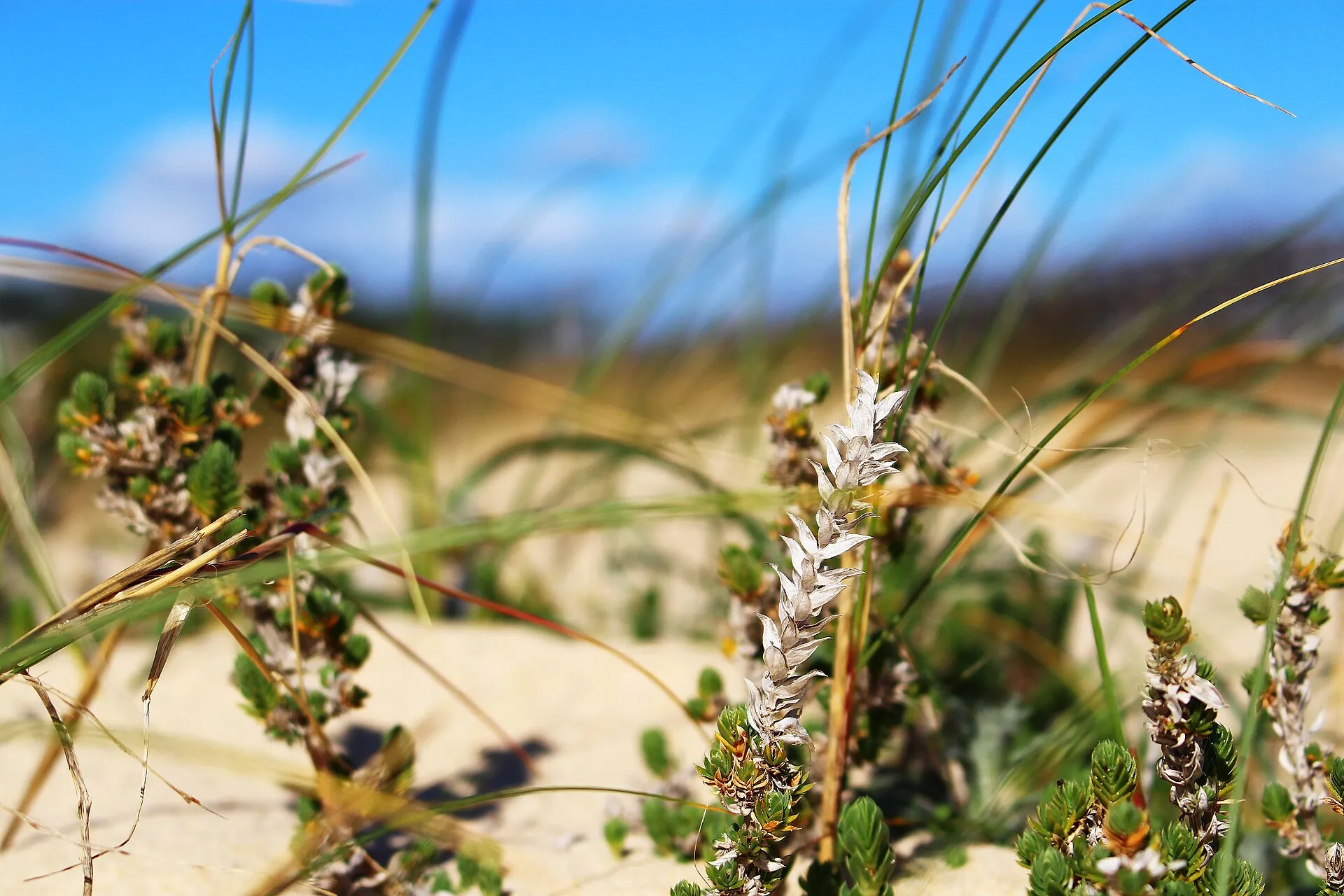 Végétation des dunes de Manta Rota, dans le parc naturel de la Ria Formosa