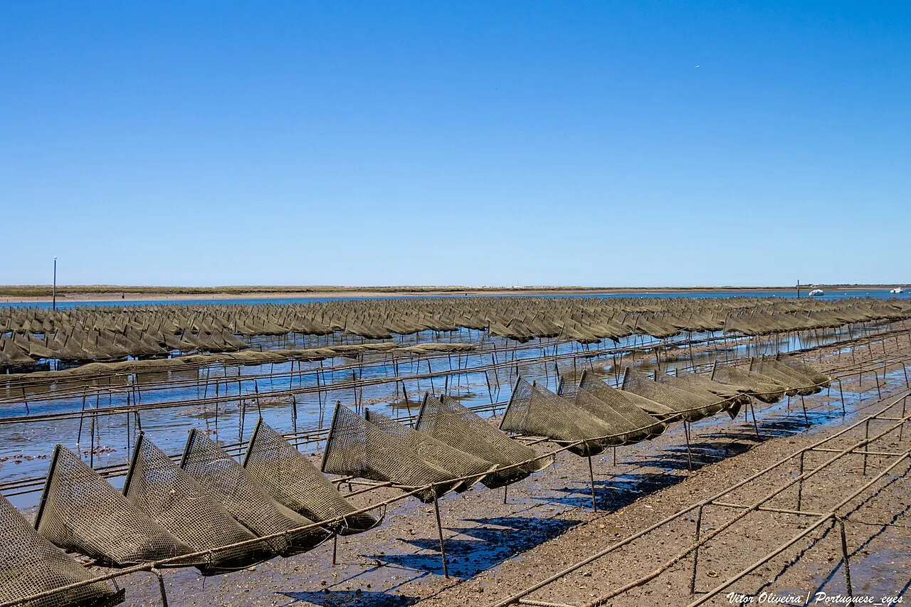Ostras de Cacela: Onde Provar, Viveiros e Como São Criadas na Ria Formosa